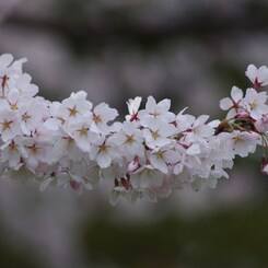 桜色・いろいろ-1
