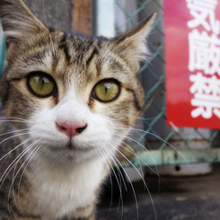 猫気厳禁