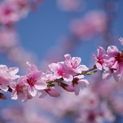 桃の花-1