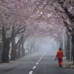 ぷらっと旅　函館　松陰町桜並木　２