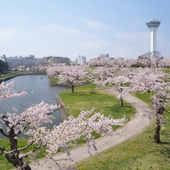 春の日～五稜郭公園