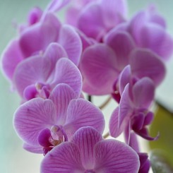 義母の花　胡蝶蘭　１