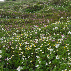 大雪花畑20120708