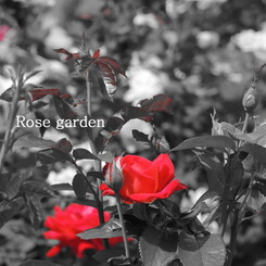 rose garden