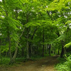 こんな小径が家の近所にあることは感謝しないといけない