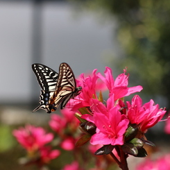 春の花々 1