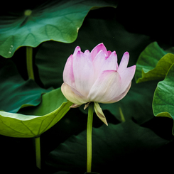 lotus