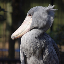 千葉動物公園