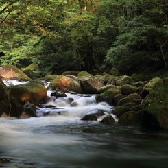 清流 “菊池渓谷” 14