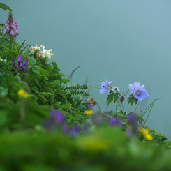 礼文島の花_1