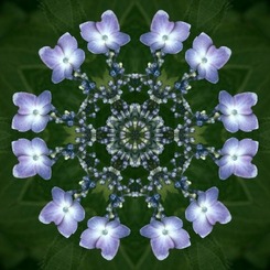 宝花1