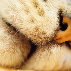 Zzzz
