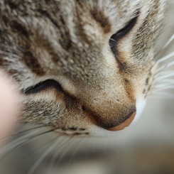 癒し