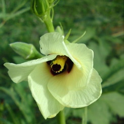 オクラの花