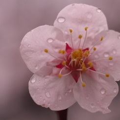 雨の日の梅