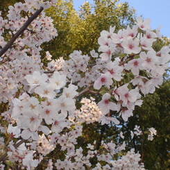 DSC00741