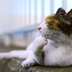 考える猫