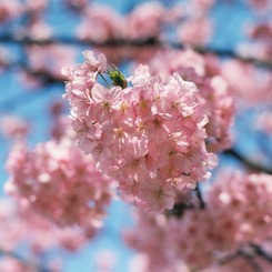 河津桜