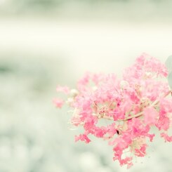 花は生きる事を迷わない