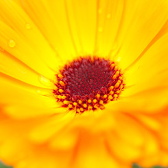 花の中心９