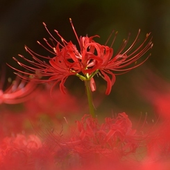 曼珠沙華