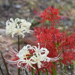紅白彼岸花