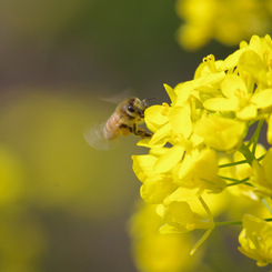 ミツバチと菜の花