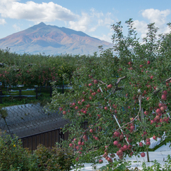 紅葉の岩木山と林檎