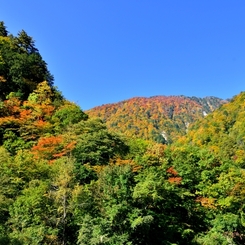 紅葉を求めて白山の懐へ♪
