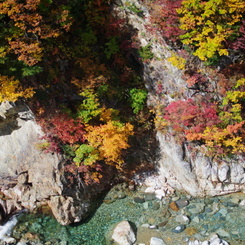  Red leaves of autumn