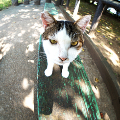 2000_ps_Re_Neko_01_DSC01416