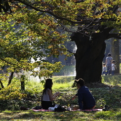 木陰の日曜日