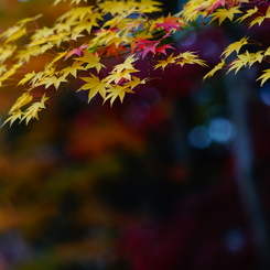 2015秋彩
