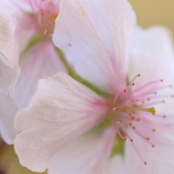 冬桜