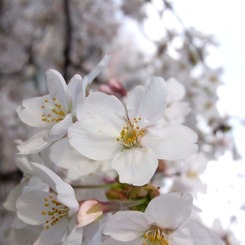 sakura