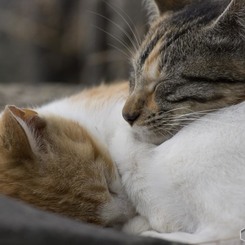 猫の島4
