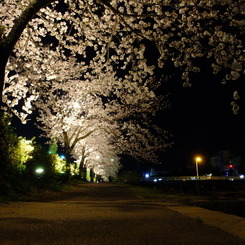 夜桜の道