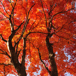 白樺湖畔の紅葉