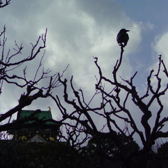 カラス