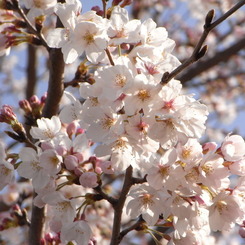 桜8