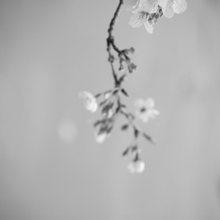 さくら　in　monochrome