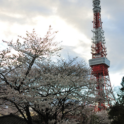 東京タワー×桜１