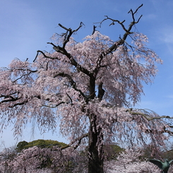 円山公園