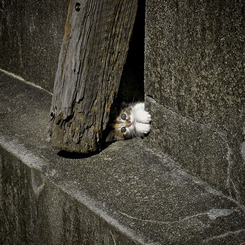 手のひらサイズの横着者（命名：横ねこ）