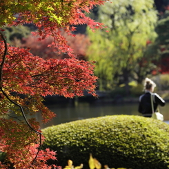 紅葉の新宿御苑－４