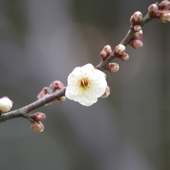 白梅が咲いた-1