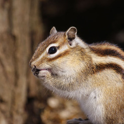 シマリス