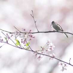 エナガの春