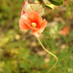 DSC00880