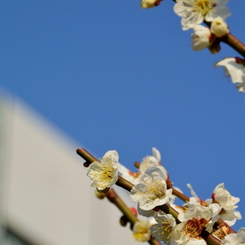 芝公園の梅花1